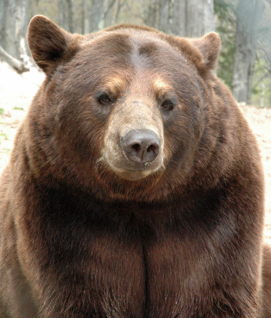 The Oswald Family and Friends strive to advance the care of abused or abandoned bears through rescue efforts. Bears are cared for at the Oswald's Bear Ranch via private funds and donations.