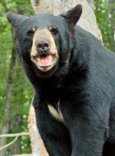 bear souvenirs