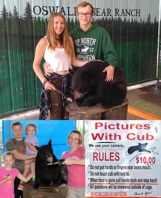 Upper_Peninsula_Attractions_Bears