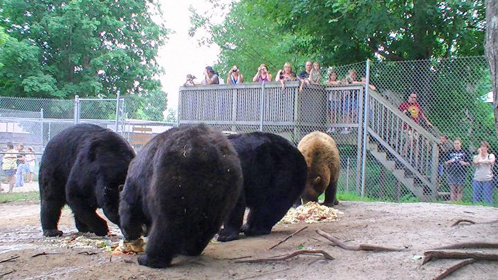 Oswald's Bear Ranch Upper Peninsula | Newberry MI Attractions | Upper Peninsula Things to See and Do | What Attractions are in the Upper Peninsula? | US Bear Ranches | UP Attractions